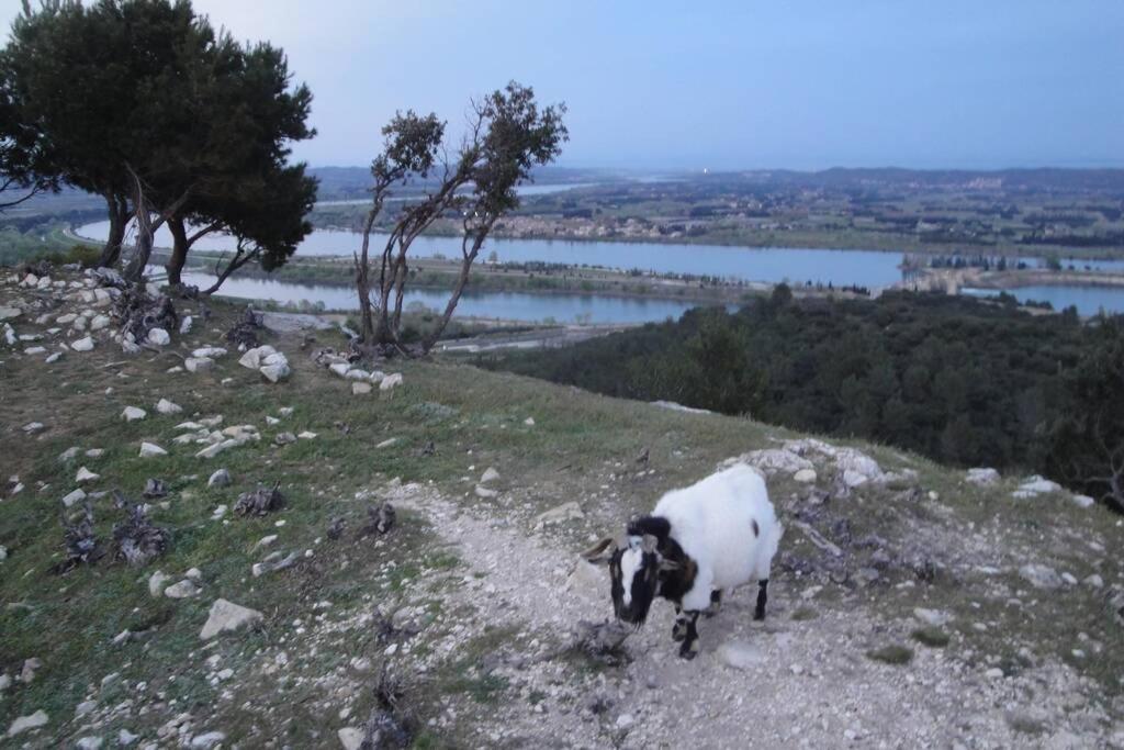 Le Mas De Lucien Entre Arles, Nimes, Avignon. Beaucaire (Gard) Exterior foto